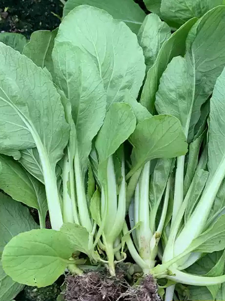 Tianfei Beautiful Pakchoi