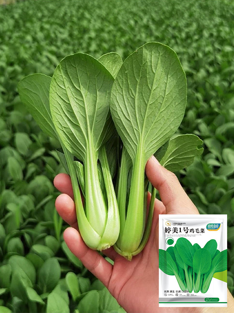 'Tingmei No.1' Baby Bok Choy