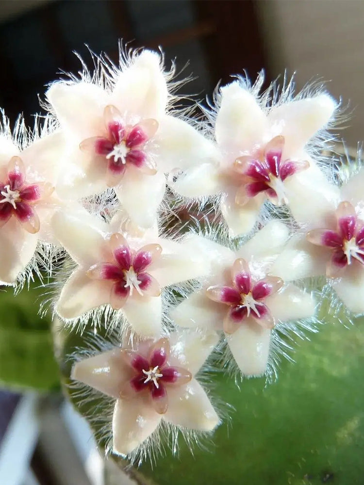Hoya caudata Unrooted Stem Cuttings
