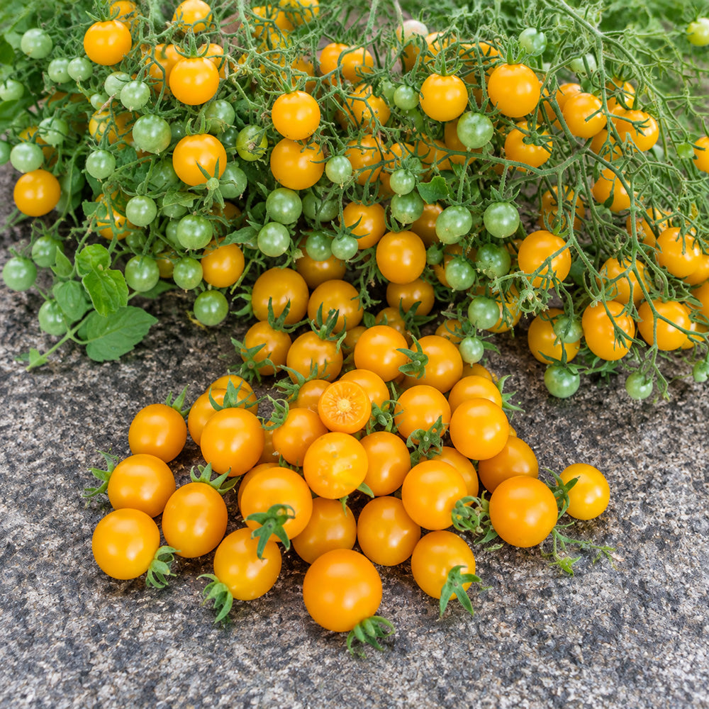 61 Mille Fleurs Tomato