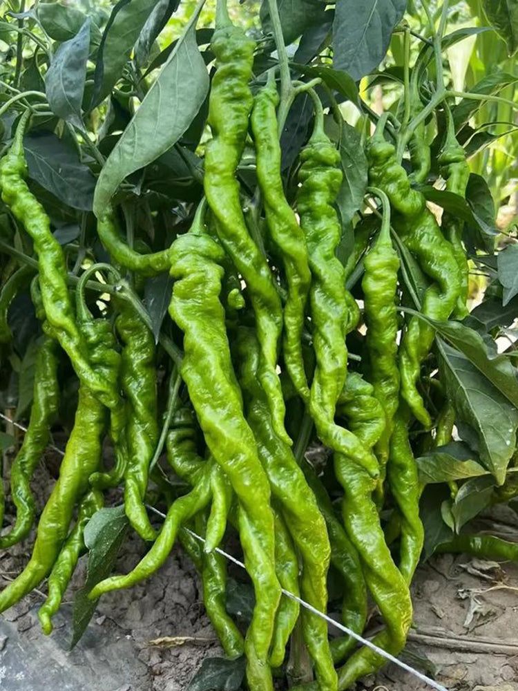 Julong 828 Long Pepper