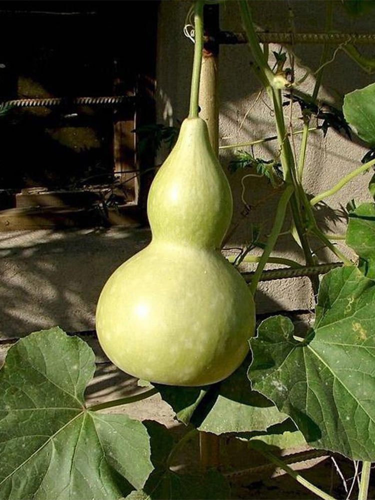 Hezhichun 'Slender Waist' Bottle Gourd