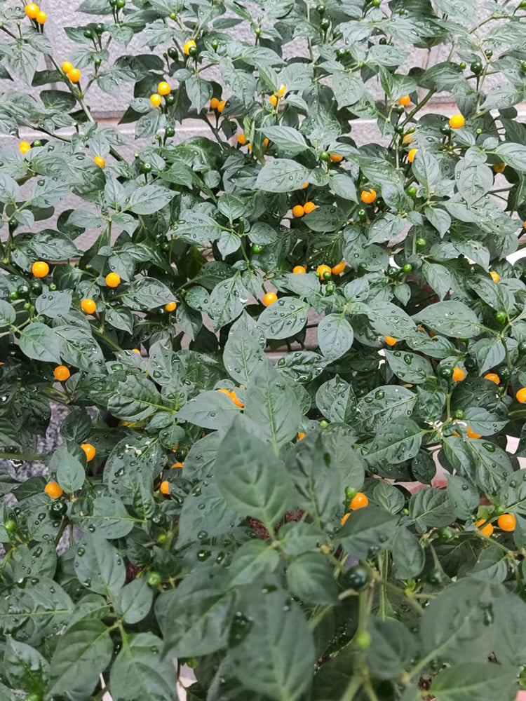 Aji Charapita