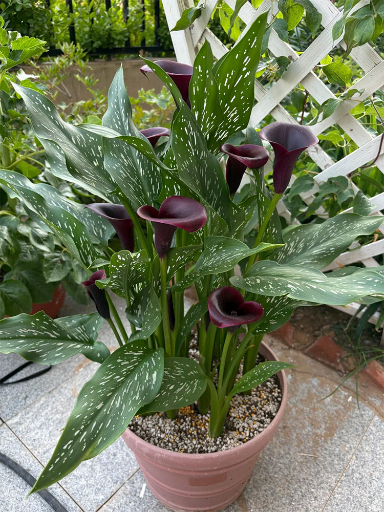 'Chief' Calla Lily