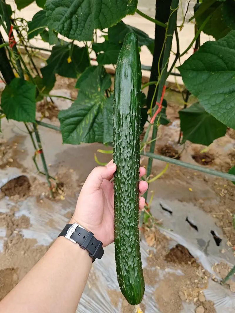 'New No. 4' Gynoecious Cucumber