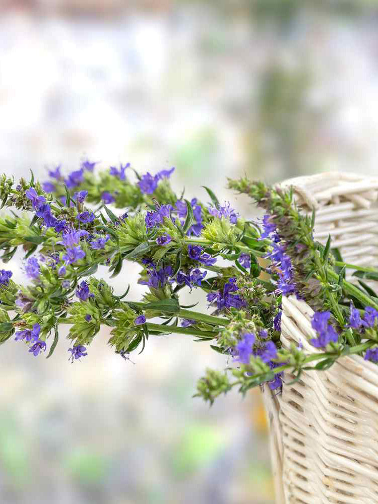 Blue Hyssop Herb