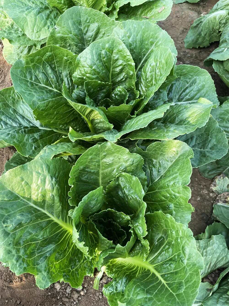 Romaine Lettuce