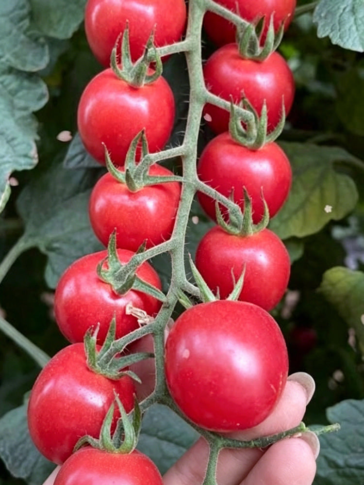 'Zhongying 2478' Cherry Tomato
