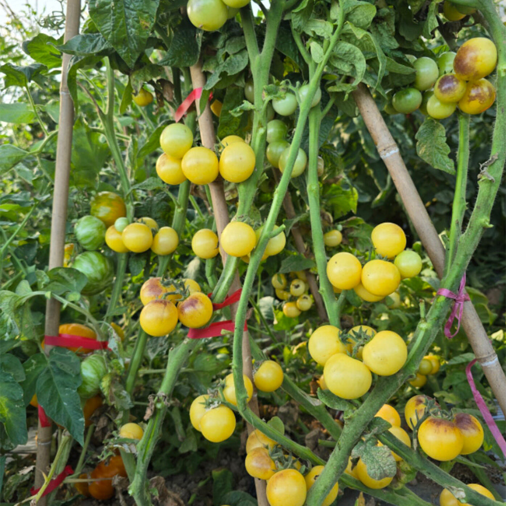 720 Dwarf 1999 Tomato