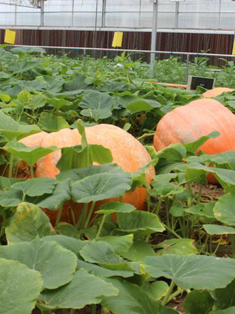 Extra Large Giant Pumpkin