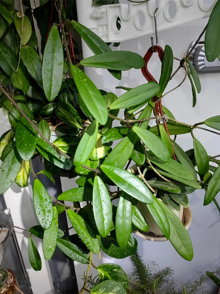 Hoya carnosa 'Jade' Unrooted Stem Cuttings