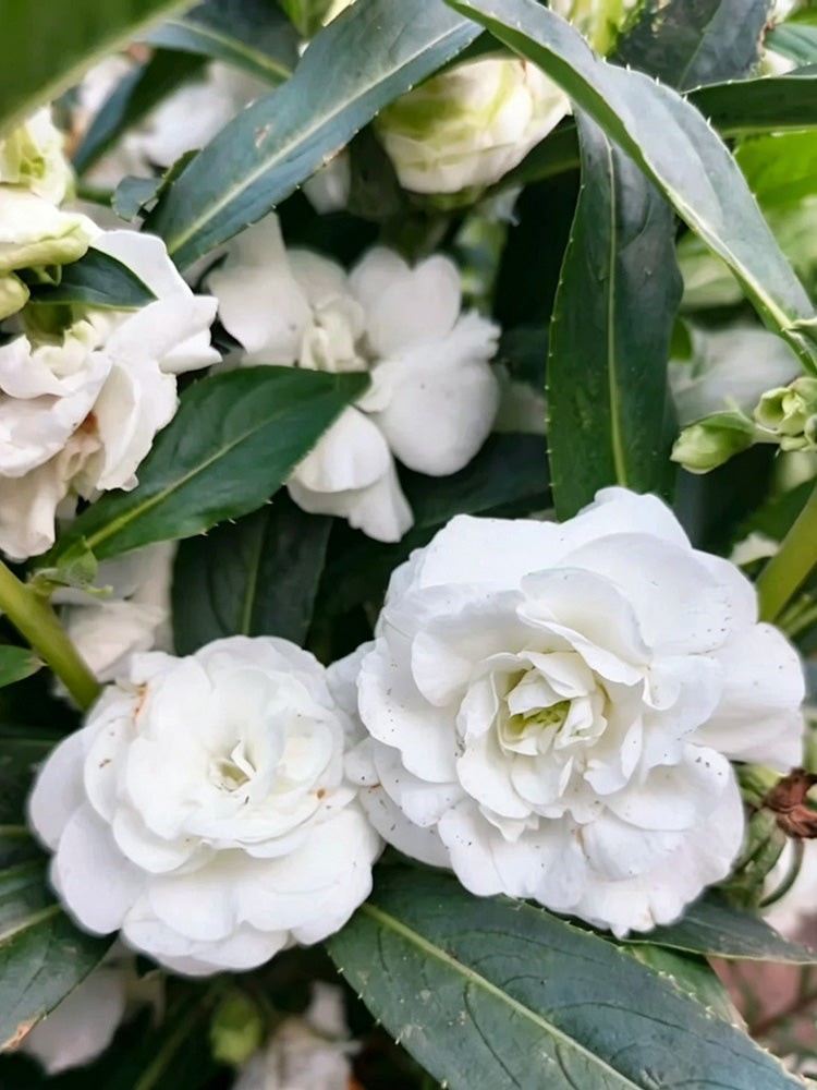 Camellia-Flowered Balsam (Mixed Colours)