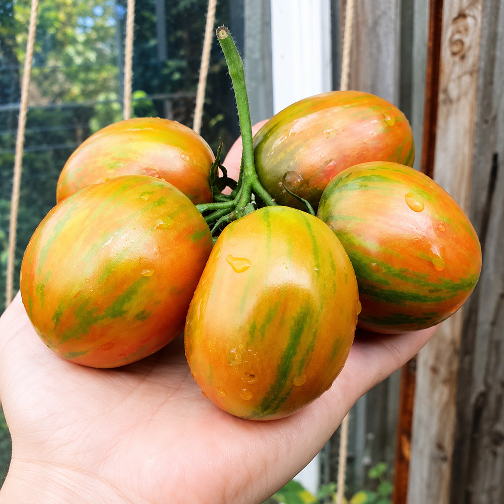 232 Brussel Tomato Festival Tomato
