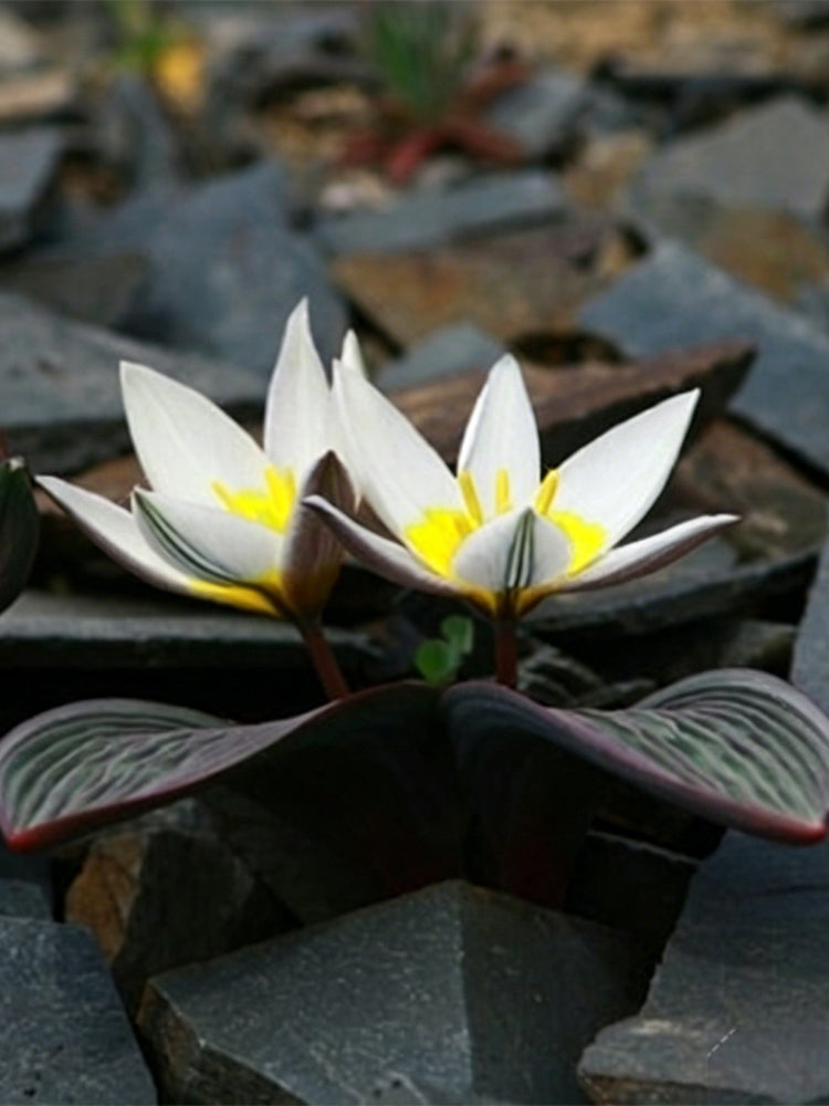 Tulipa regelii
