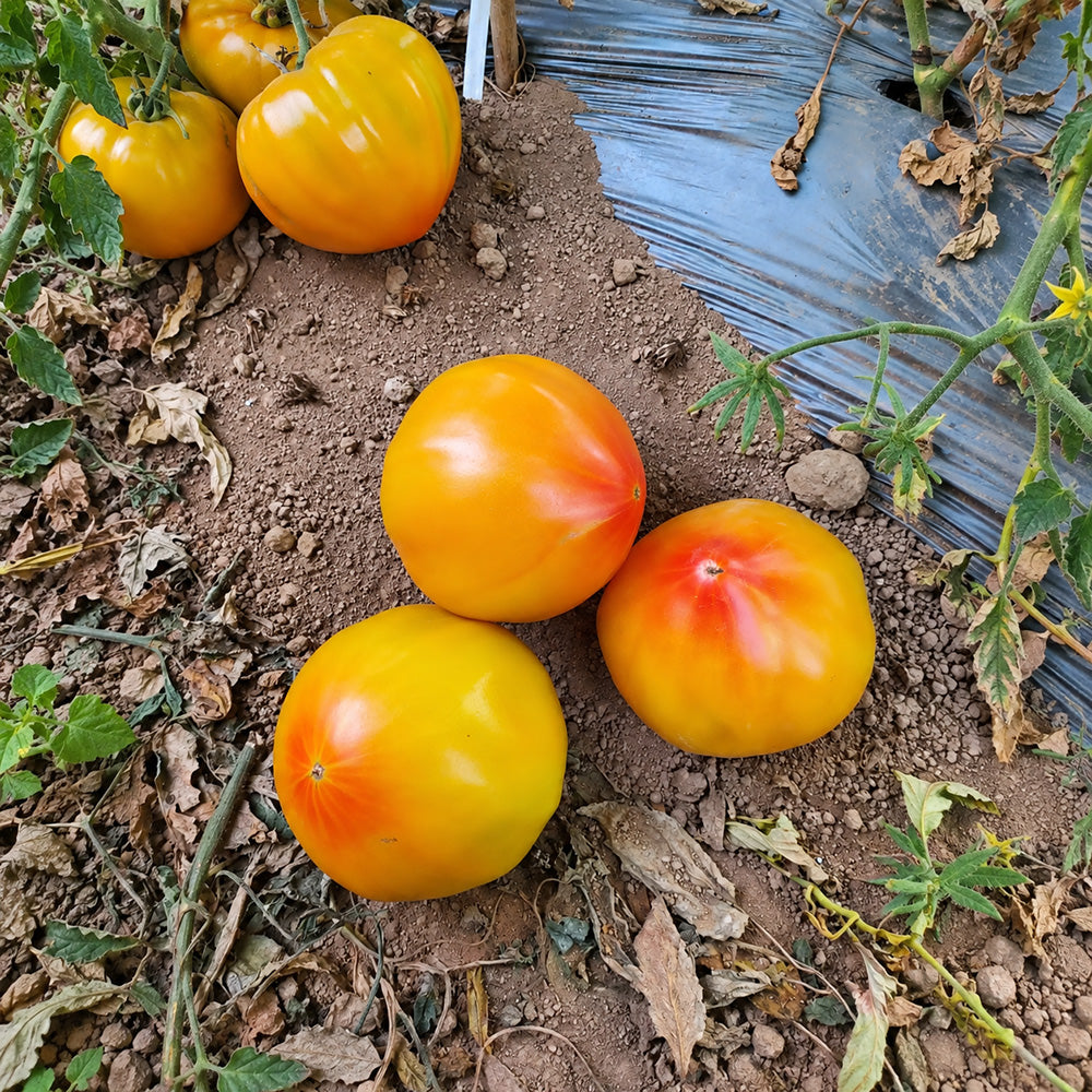 543 Minea's Heart Tomato