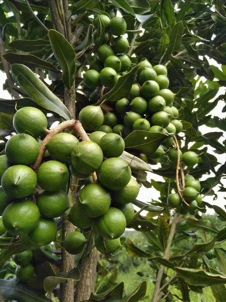 Macadamia Nut