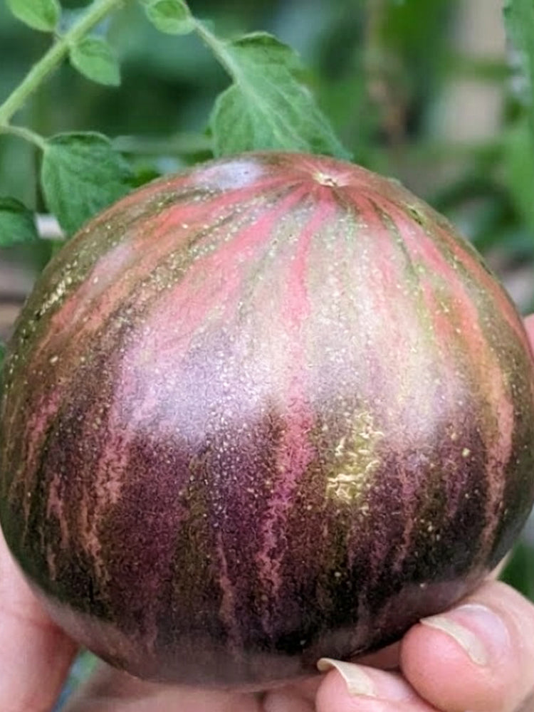 1014 Brian's Moonlight Tomato