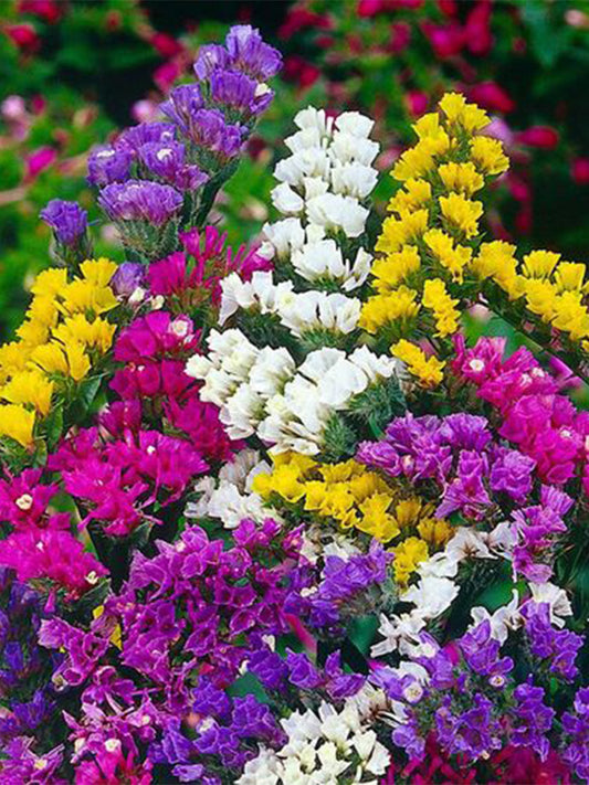 Mixed Wavyleaf Sea Lavender (Limonium sinuatum)