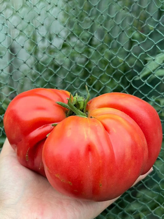 'Dongfanghong' Tomato