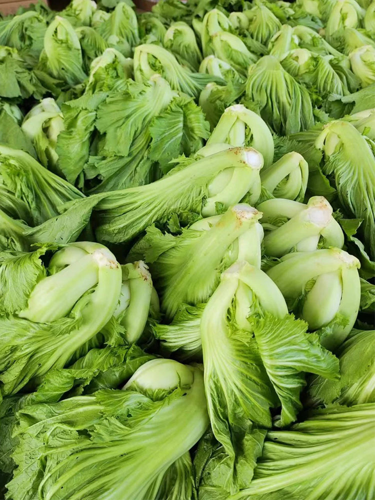 'Jiemei' No.11 Wrapped-head Mustard