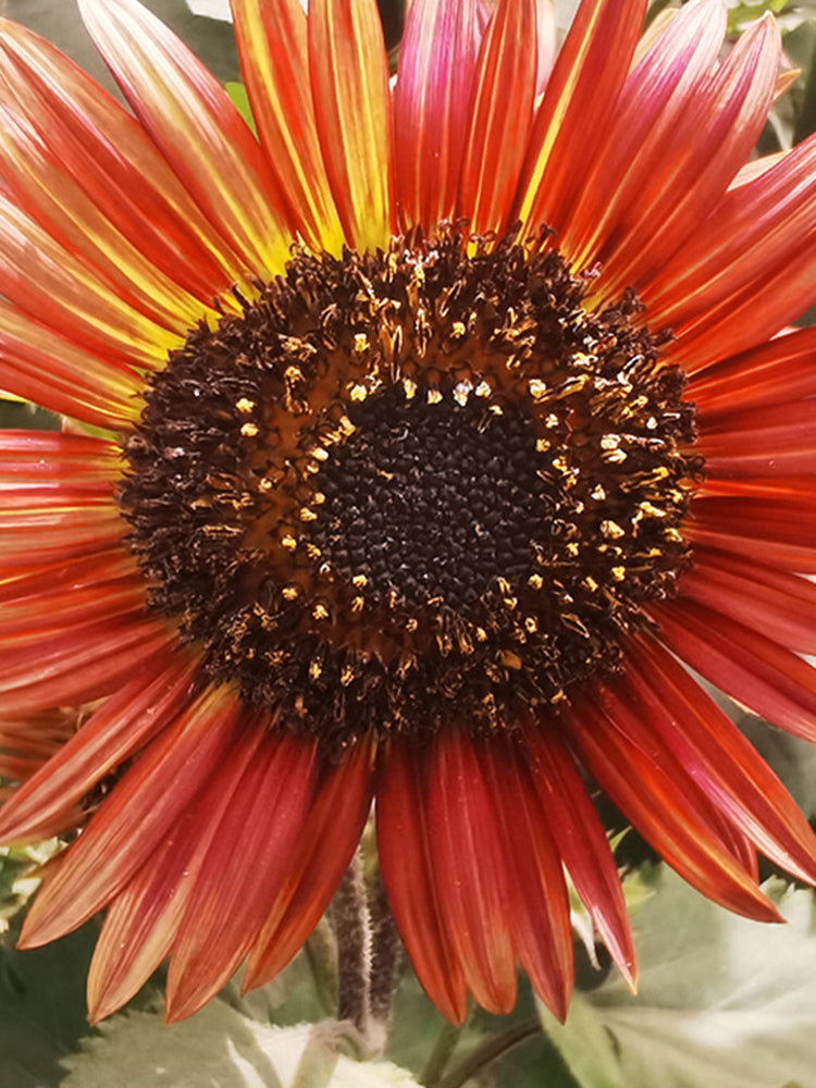 HEL23 Sunflower