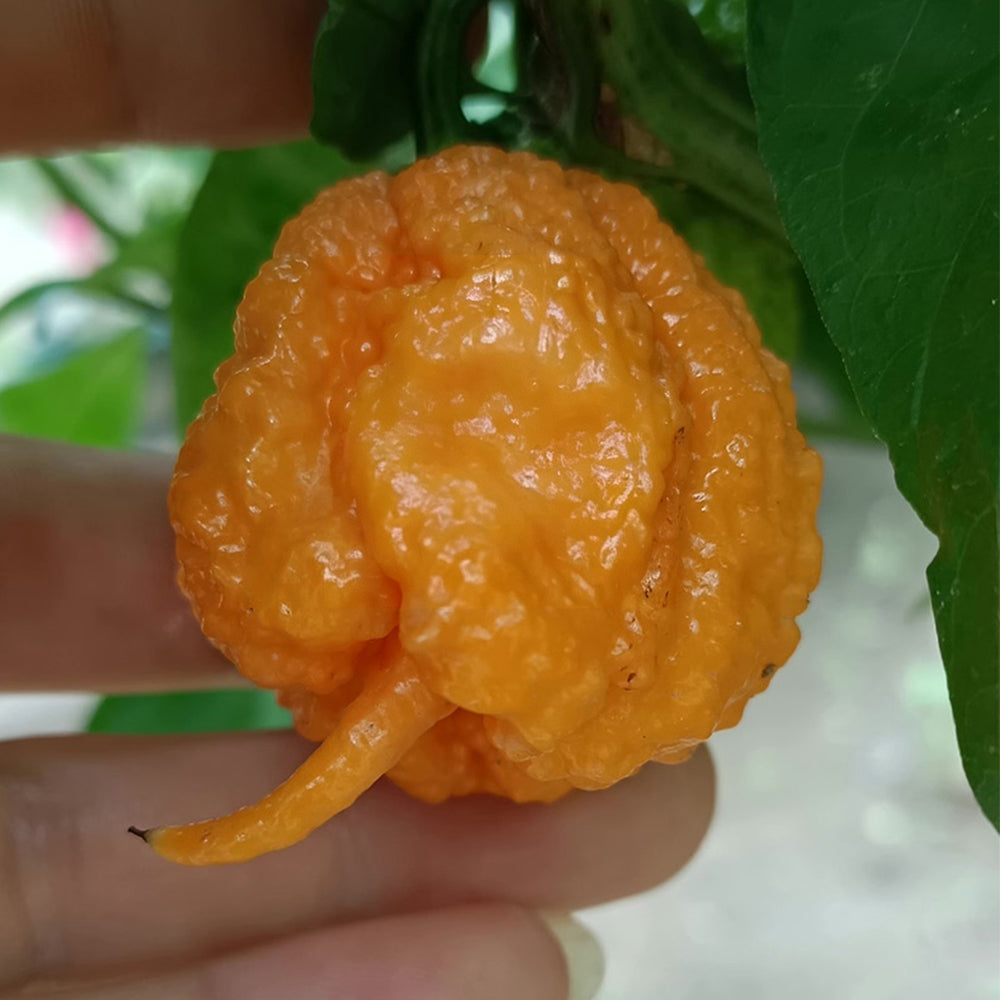 U2224 Orange-Yellow Carolina Reaper