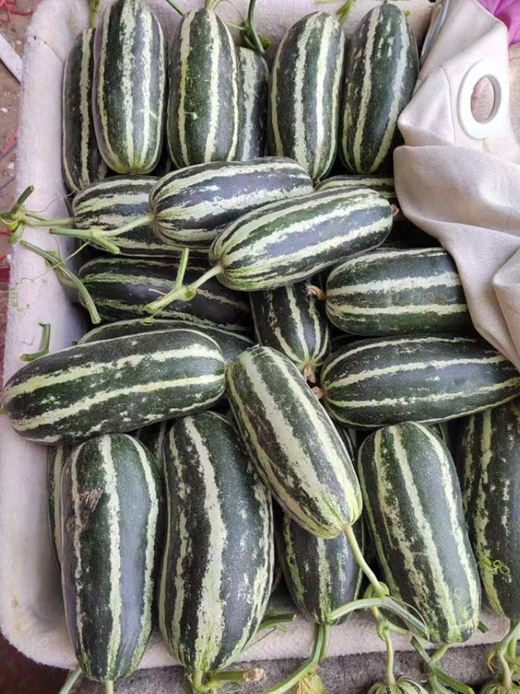'Boyang No.9' Sesame Honey Melon
