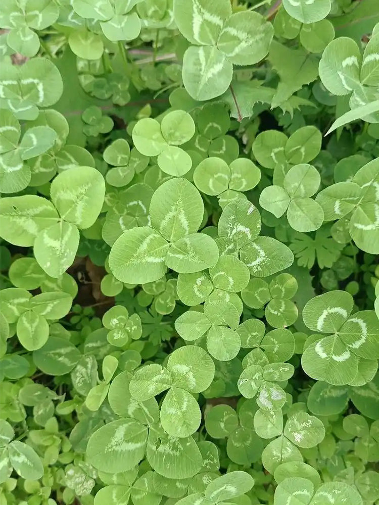 White Clover