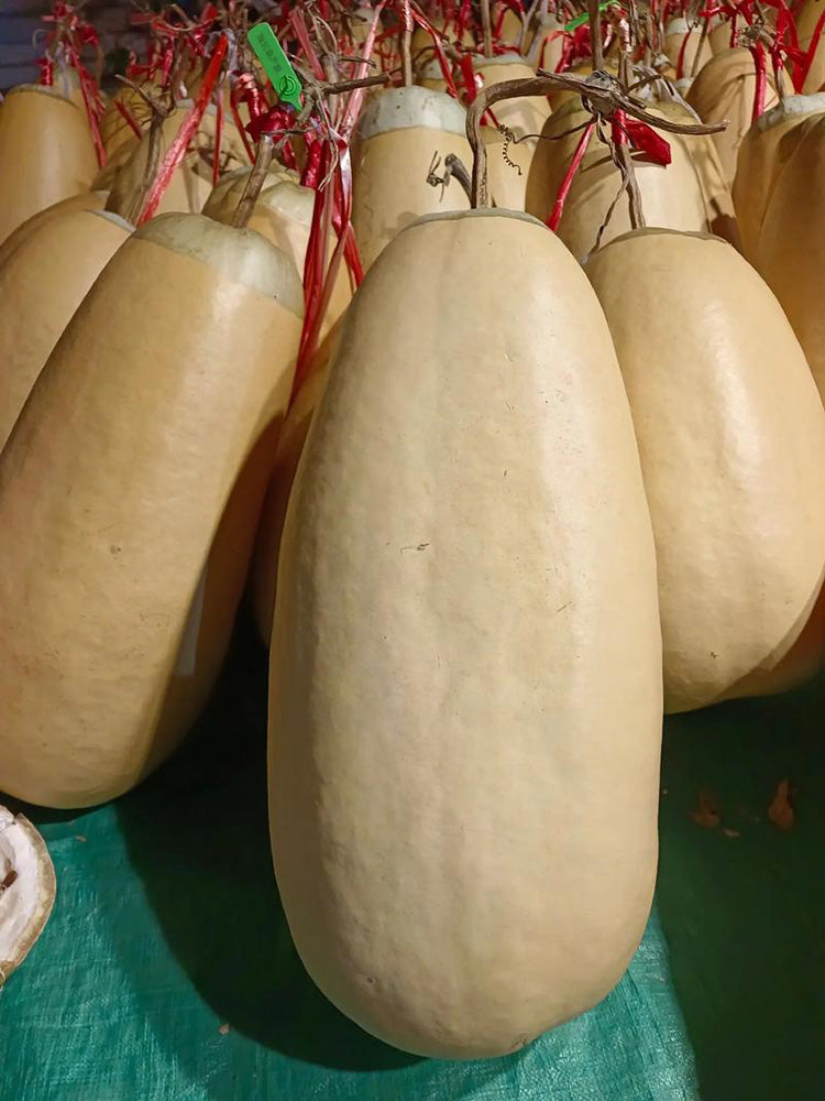 'Large Winter Melon' Gourd