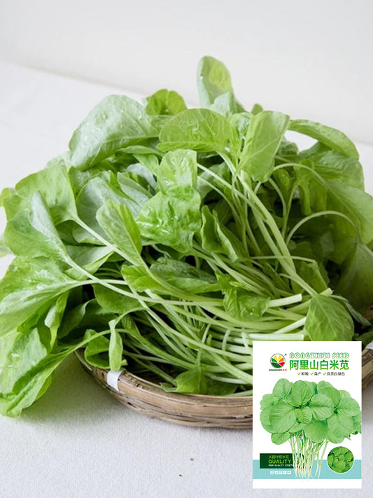 'Alishan' White Amaranth