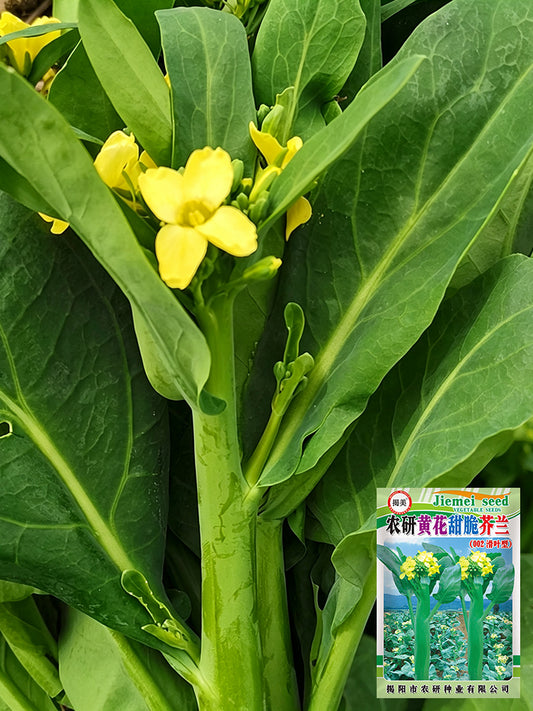 'Nongyan Yellow Flower' Chinese Kale