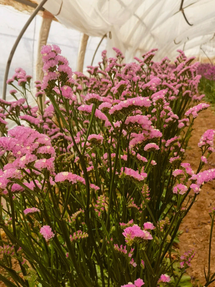 Cut Flower Forget-me-not