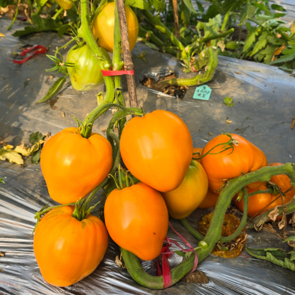 681 Kezula 100 Tomato