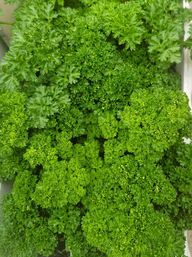 Curly Leaf Parsley