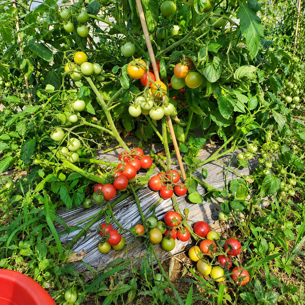 214 Cherry Falls F1 Tomato