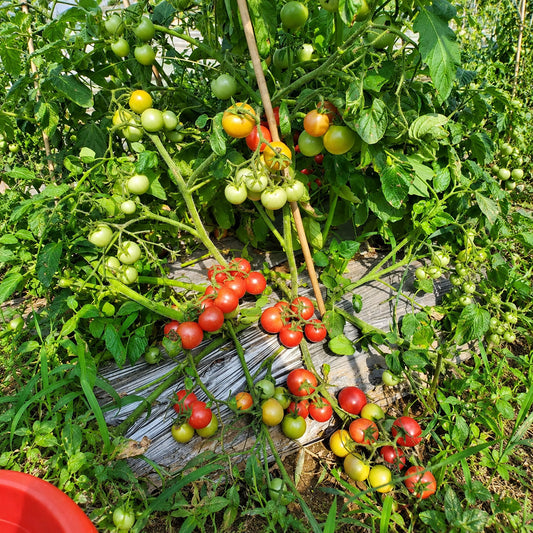 214 Cherry Falls F1 Tomato