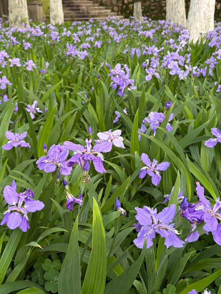 Blue Butterfly Iris