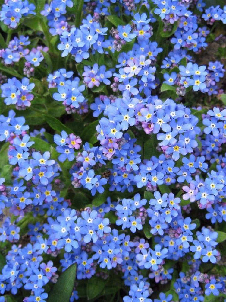 Blue Alpine Forget-Me-Not