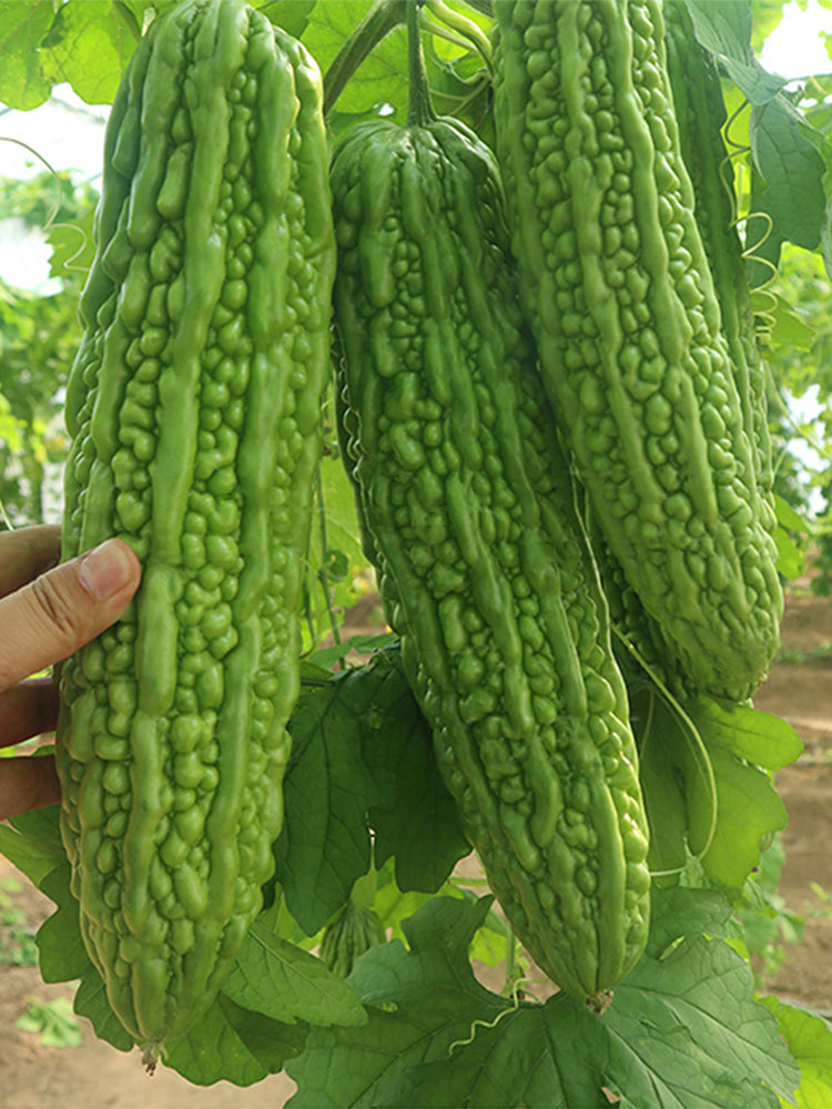'Saibilu' Bitter Melon