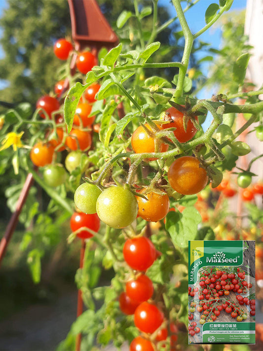 Red Currant Sweet Pea Tomato
