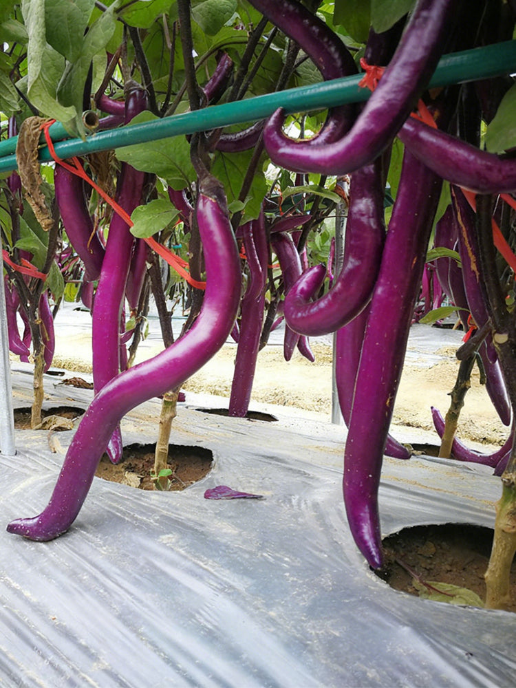 'Hangqie No.1' Eggplant