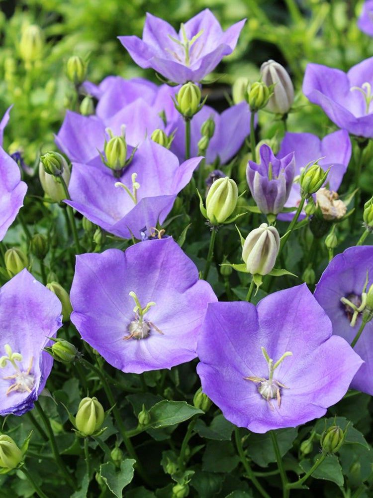 Tufted Bellflower