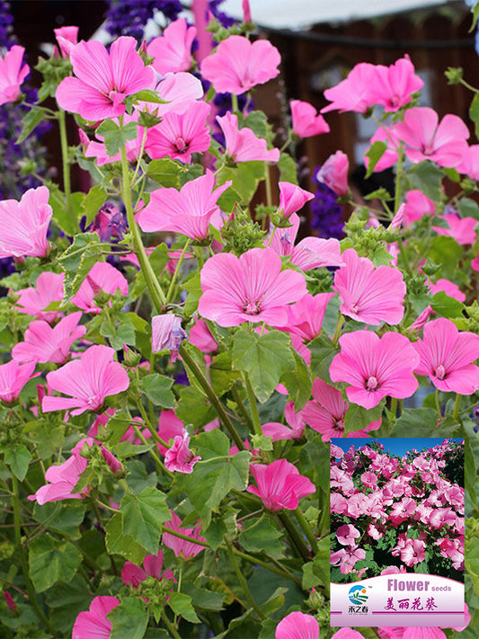 Hezhichun Rose Mallow