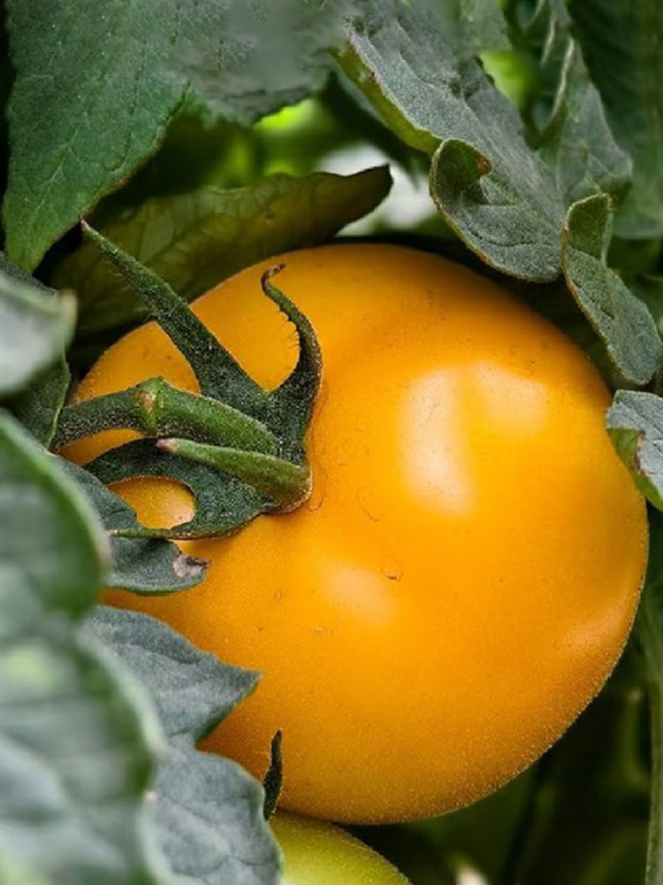 'Golden Apple' Big Yellow Tomato