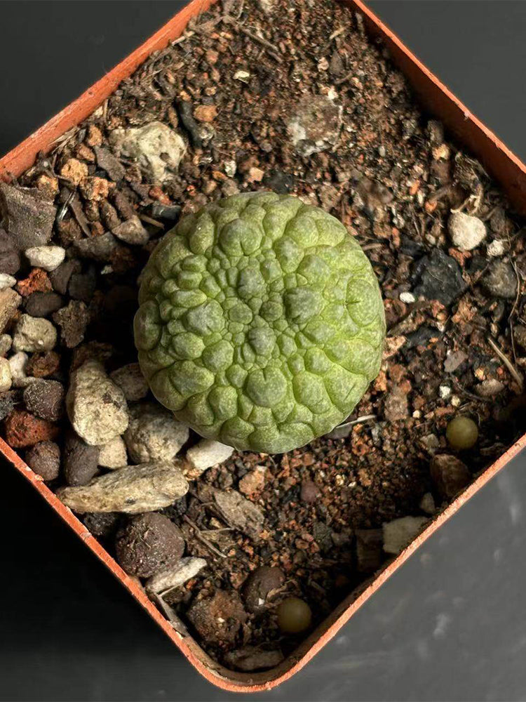 Pseudolithos migiurtinus