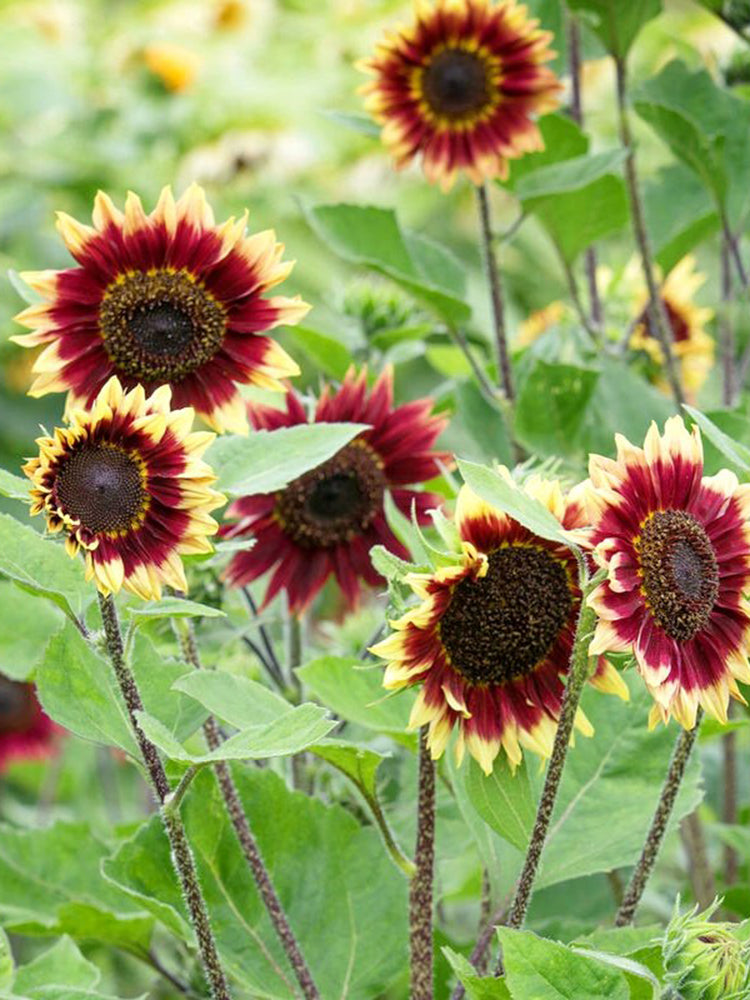 'Sunset Glow' Ornamental Sunflower