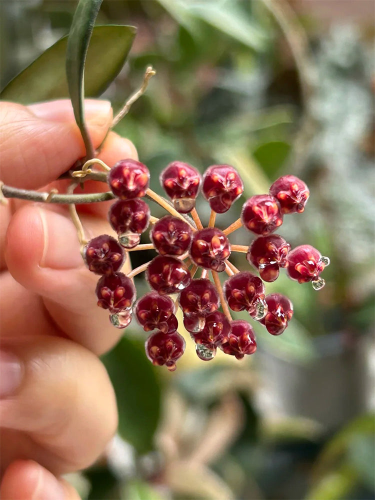 Hoya rosita Unrooted Stem Cuttings