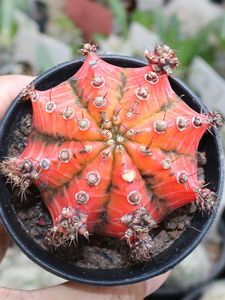 Gymnocalycium mihanovichii variegata 'Oil Painting Peony'