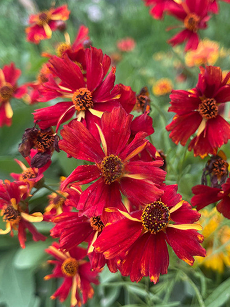 Red Plains Coreopsis