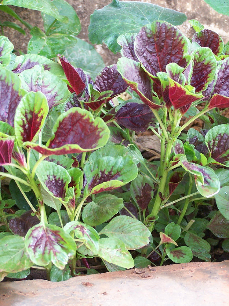 Red-Green Round-leaf Amaranth